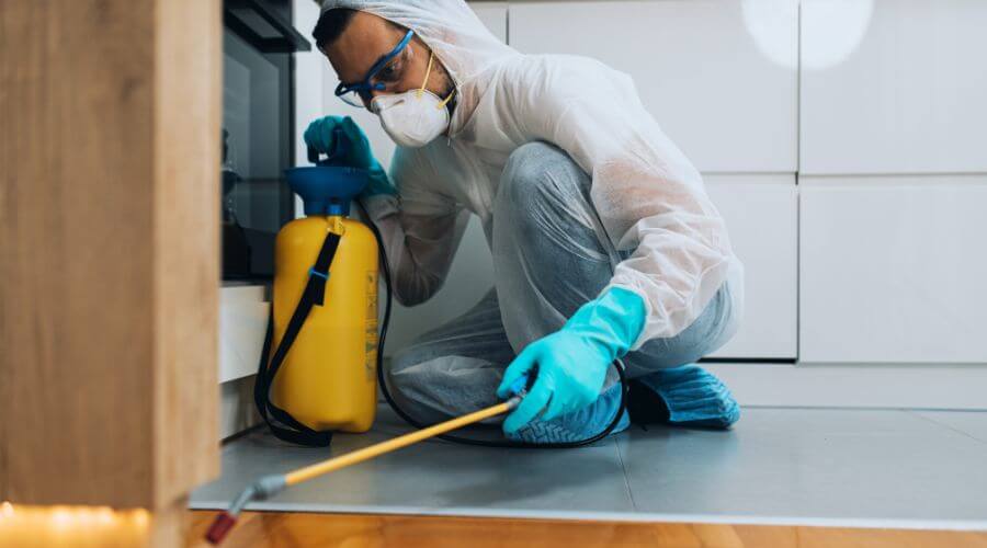 Professional mice removal services in Paradise Valley Village - Mice Removal Paradise Valley Village
